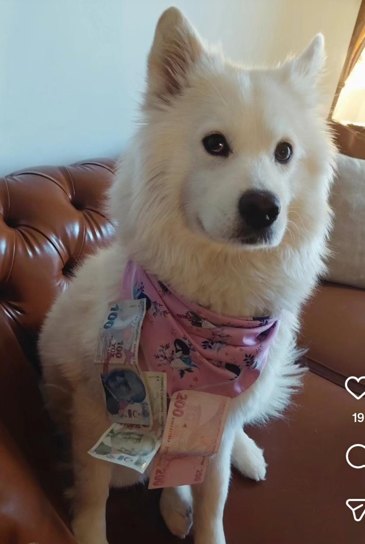 Şila’ya Erkek Samoyed Eş Arıyoruz